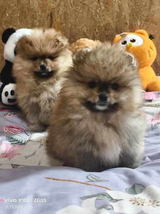 Очаровательные щенки шпица.