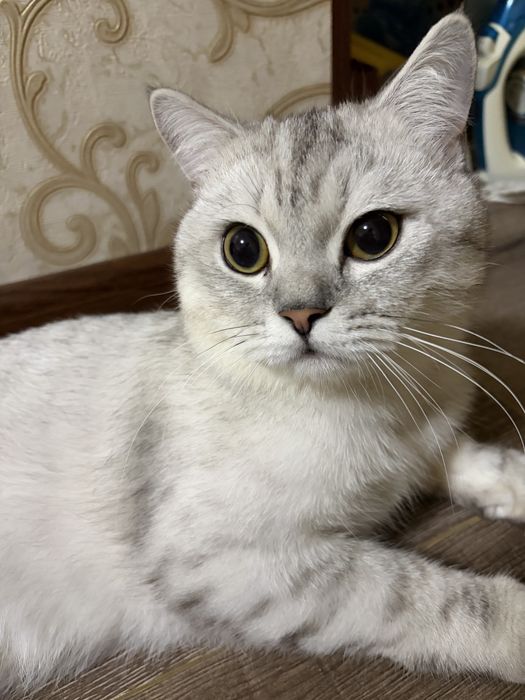 Кот серебристая шиншила Каспер