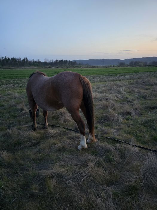 Vând iapa semi grea
