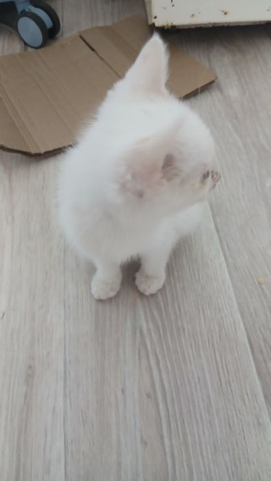 Отдадим котенка в добрые руки
