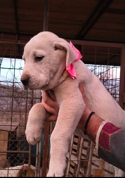 Pui Asia Centrală 1 femelă și 1 mascul ultimii