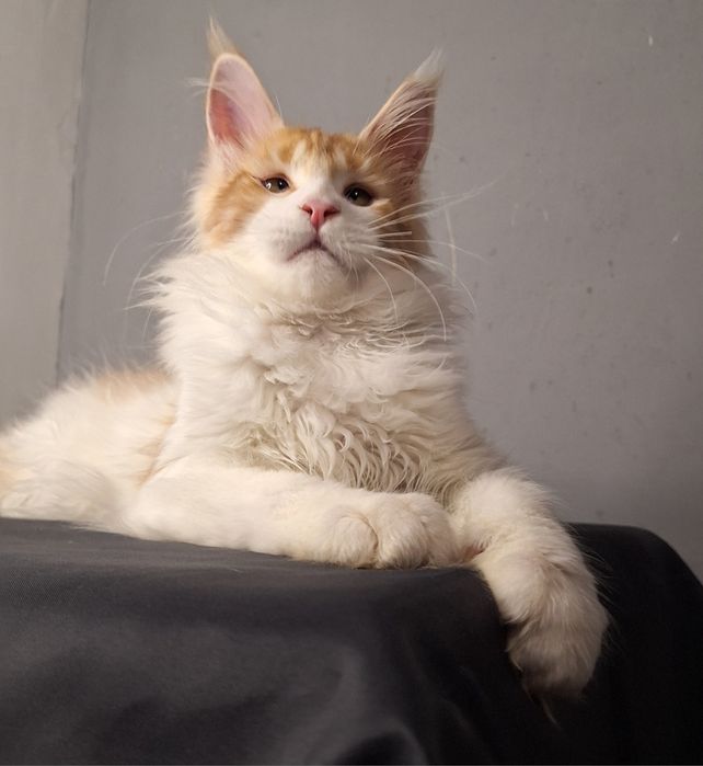 Котята мейн-кун из питомника