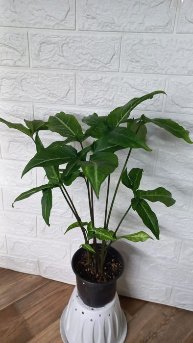 Сингониум/Аглонема/Хлорофитум