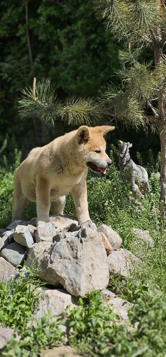 Алиментный щенок японской акиты