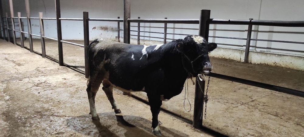 Qurbonlik ucun mol qoylarimiza bor xalol pokiza aqiqa exsonlaga xam bo