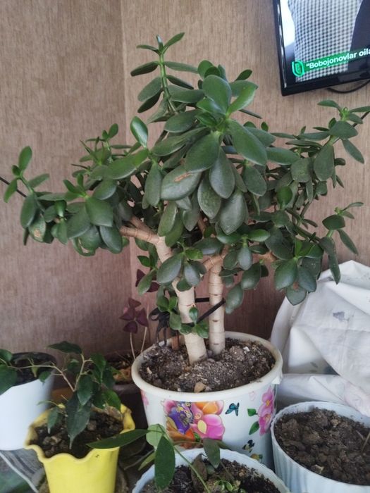 Гул Долор Долор Долор