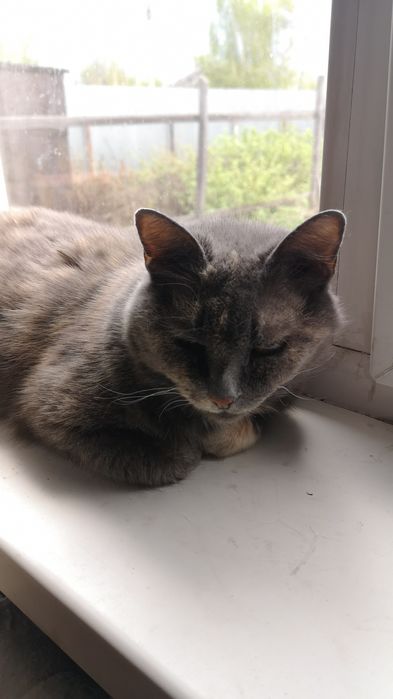 Кошечка Молли отдадим в хорошие руки