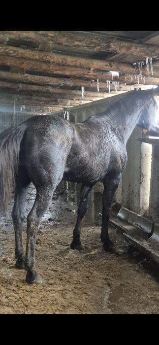 Айгыр Жкребецы ..