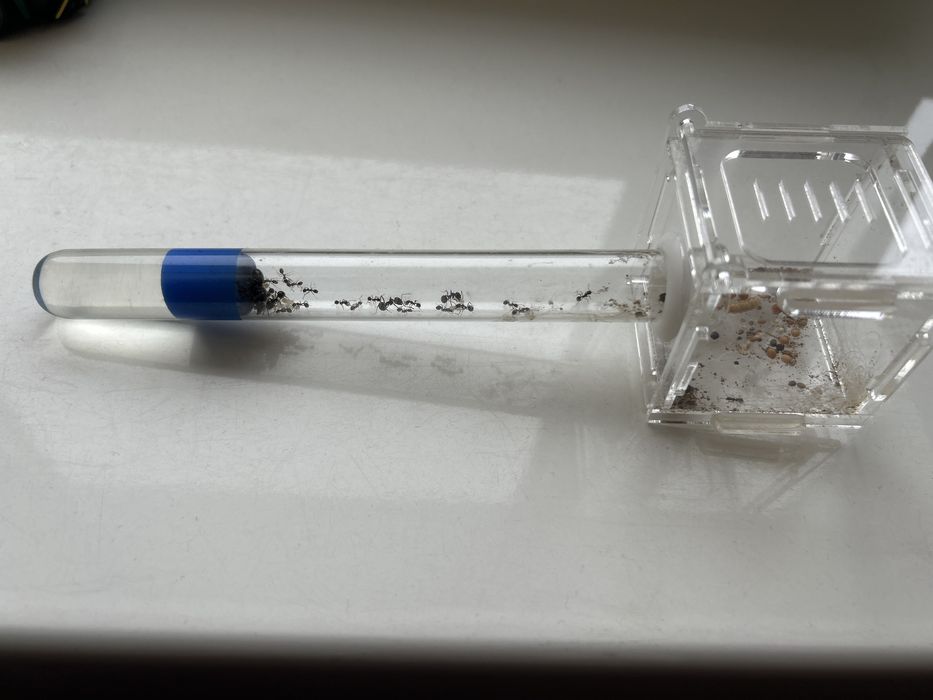 Колония муравьев Messor Structor