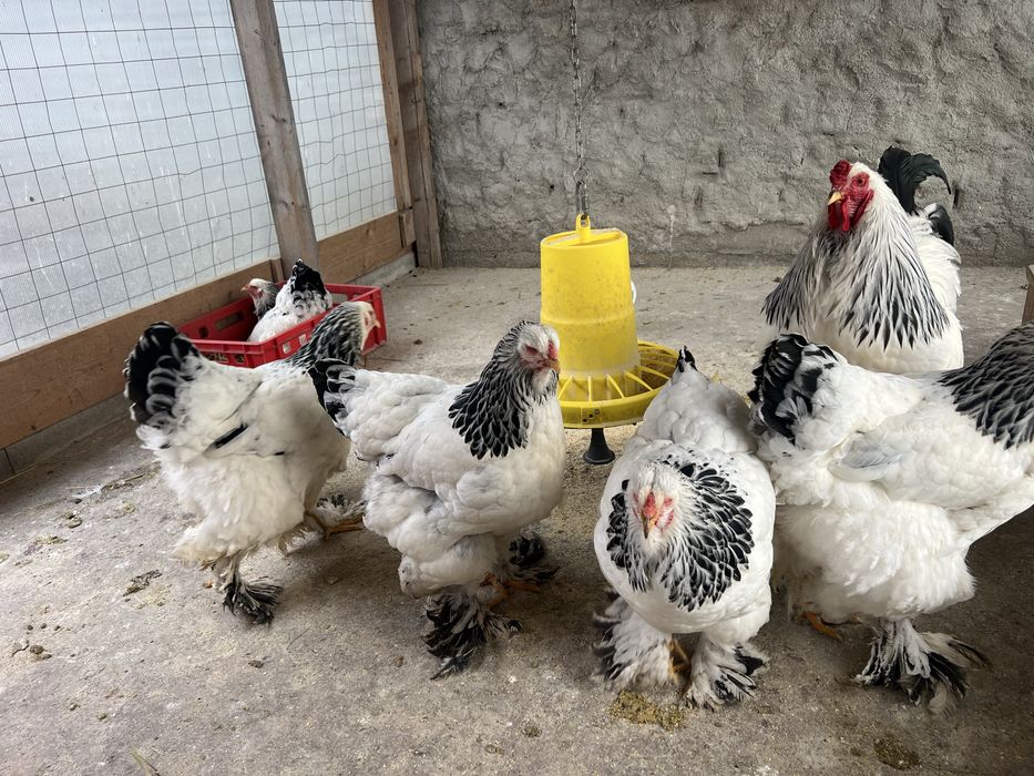 Fam.Brahma HD 2025 si pui