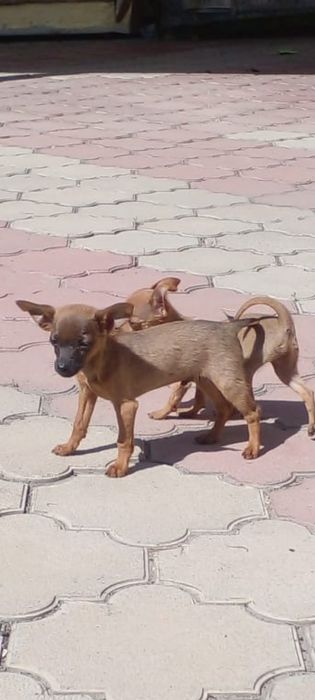 Той терьер щенки