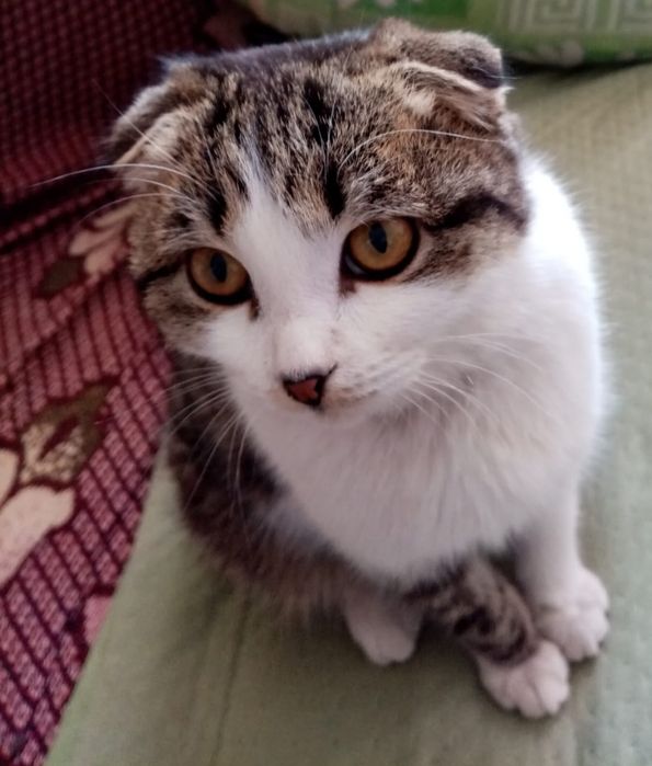 Отдам 2 котика  в добрые руки