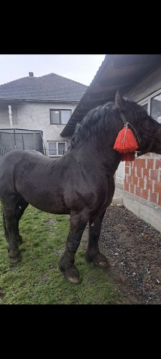 Vând armăsar de 5 ani