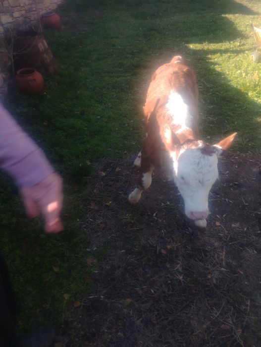 Продавам  две женски телета месодайни