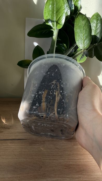 Замиокулькас комнатное растение