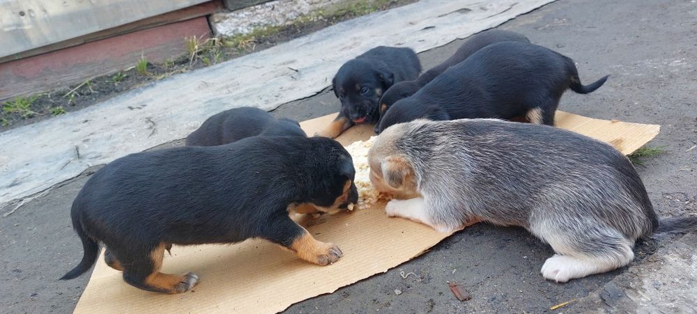 Отдам щенков в добрые руки