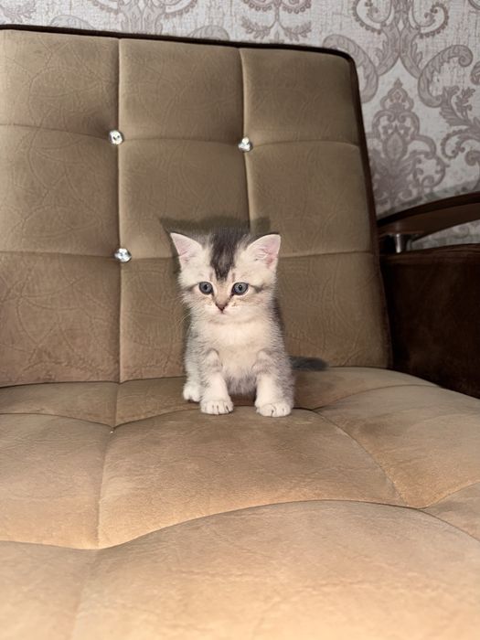 Продается срочно серебристая шиншила