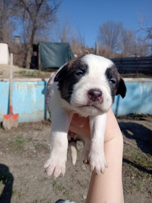 Щенки спаниель и лайка