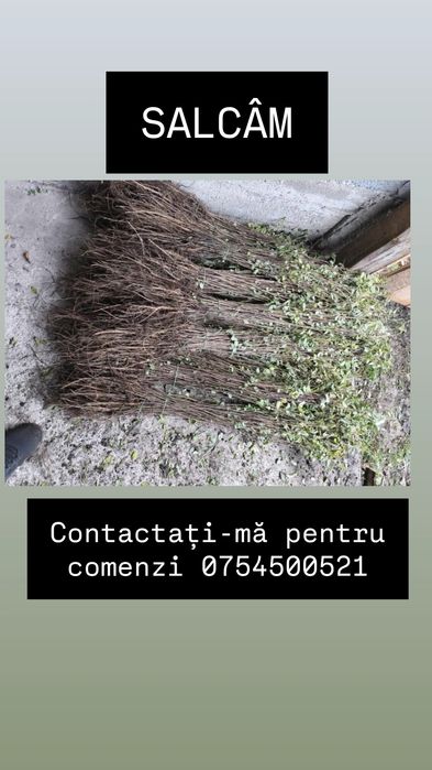 PUIEȚI FORESTIERI [salcâm si nu numai]