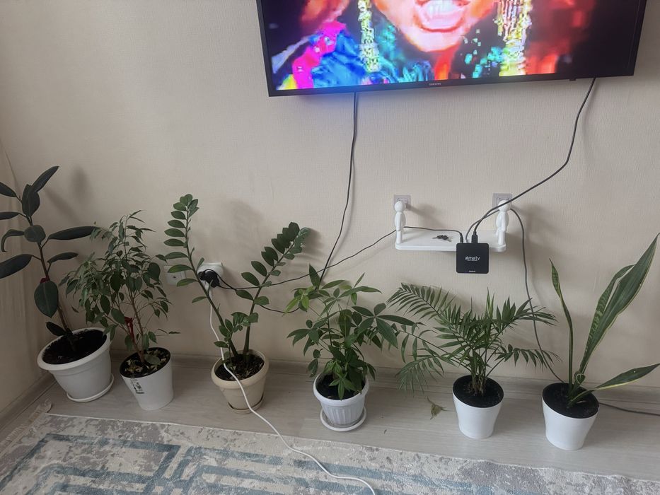 Продаю домашние цветы