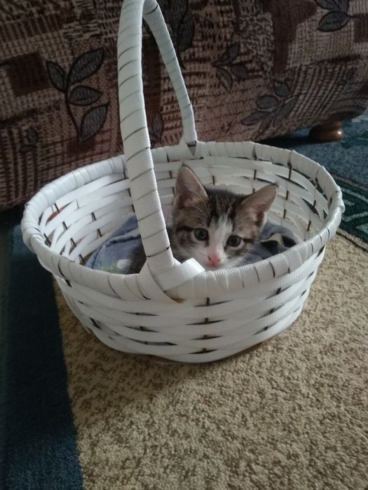 Котята объявления