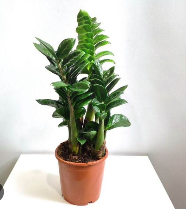 Замиокулькас  доларровое дерево