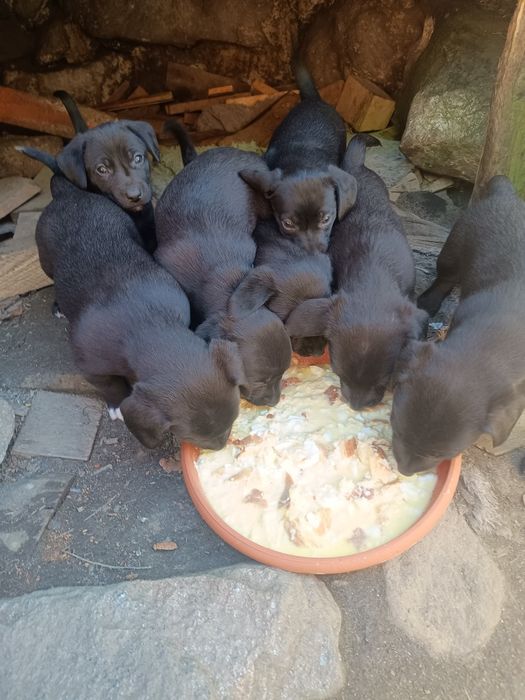 Adopție/donez căței metis