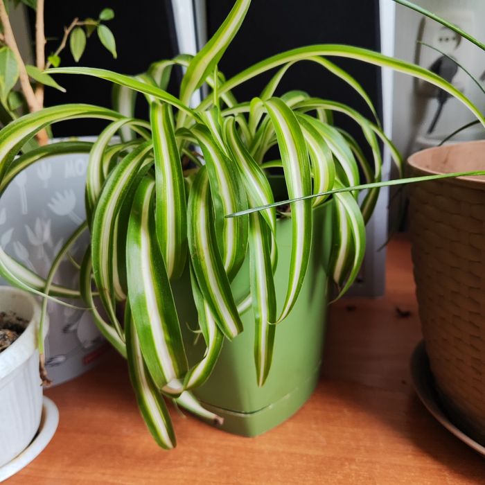 Продам комнатные цветы не дорого,