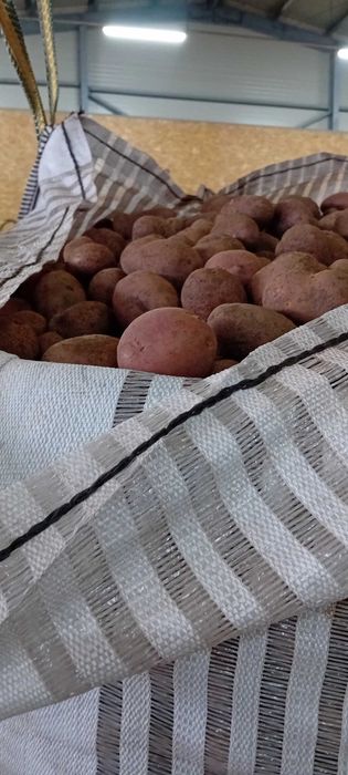 Cartofi sămânță(cartofi pentru animale)