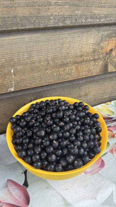 Дача СО Краснопартизанское