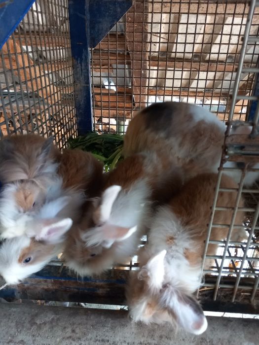 Vând iepuri cap de leu