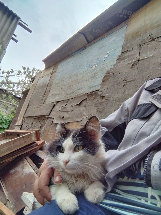 Отдам в добрые руки