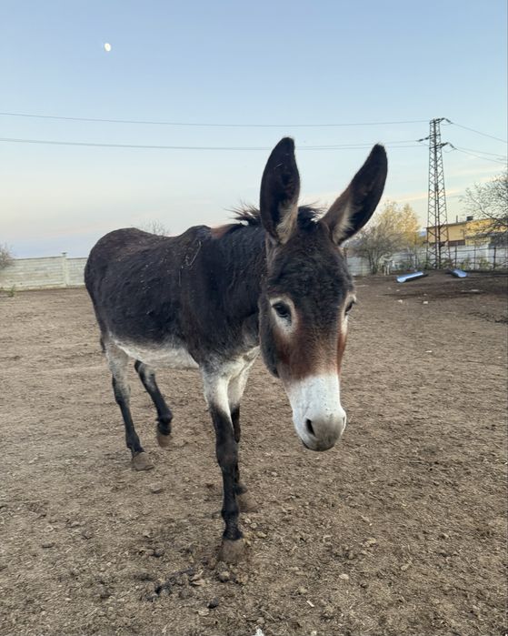 Продавам магарета