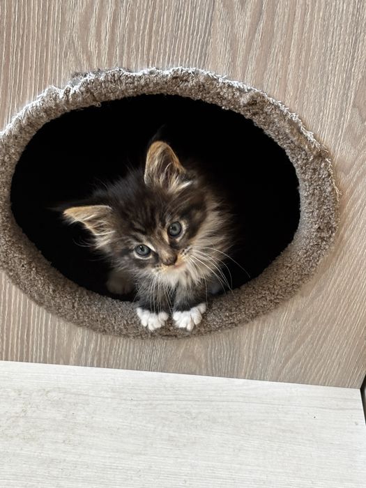 Мейн-кун котята продажа