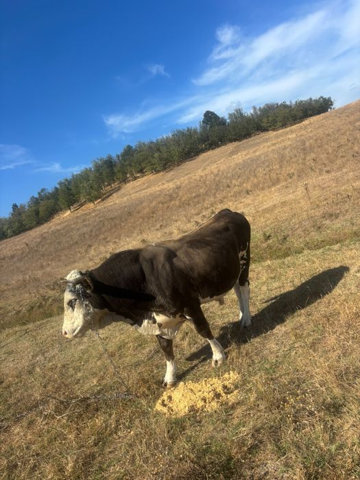 Taur de vânzare – bun de montă sau sacrificat