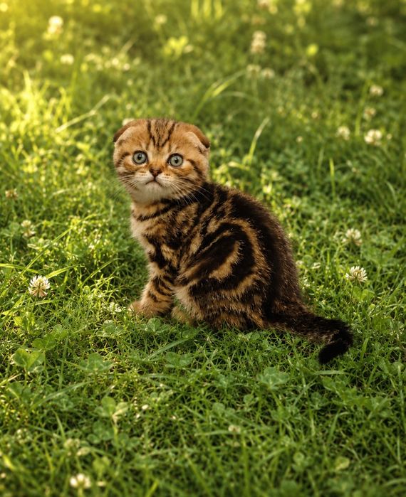 Котик Словно Маленький лесой Эльф