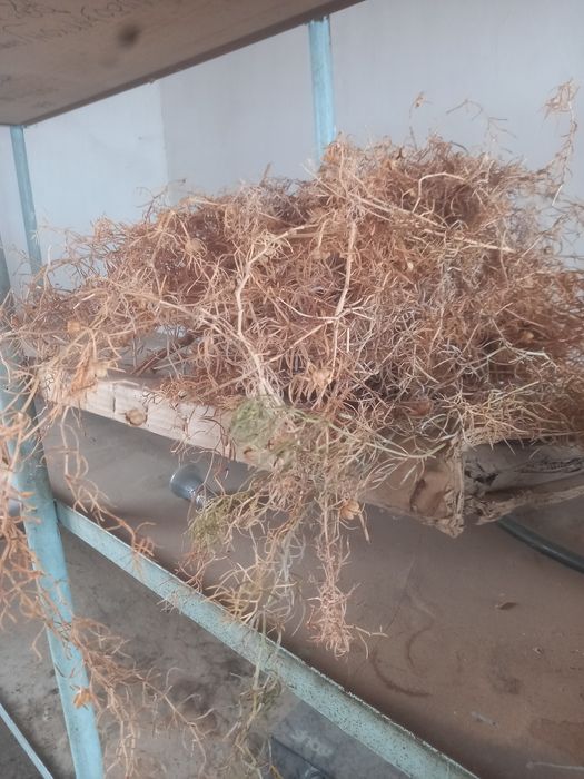 Продаётся адыраспан