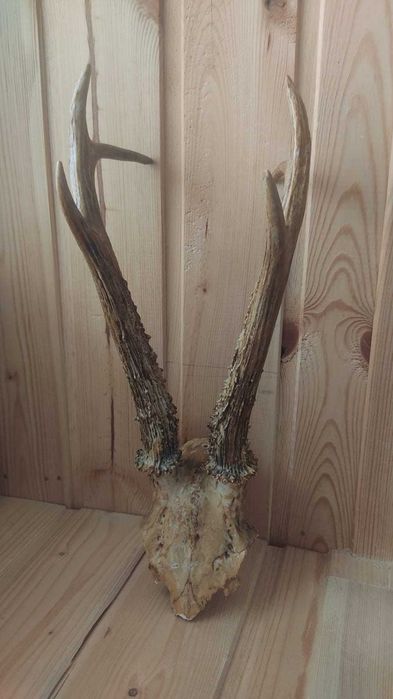 Продам рога косули