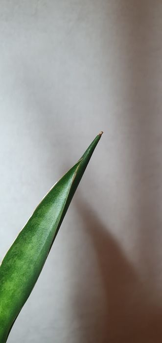 Комнатные цветы,  сансивьерия