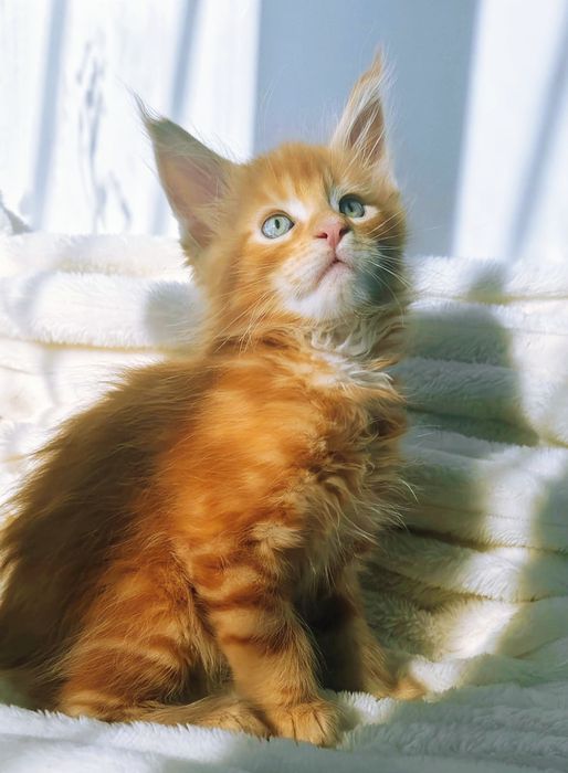 Мы ждём любящих родителей!