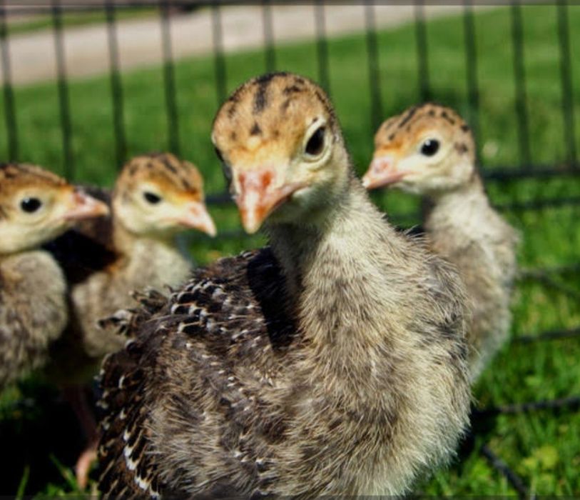 Индук балпаны сатылады