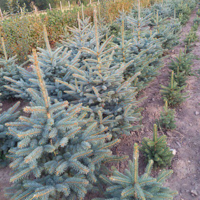 Evropa svati kustarnik kuchatla bor