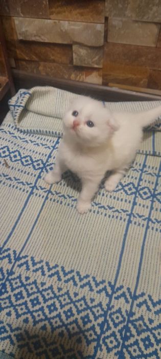 Котята шотландский фолд