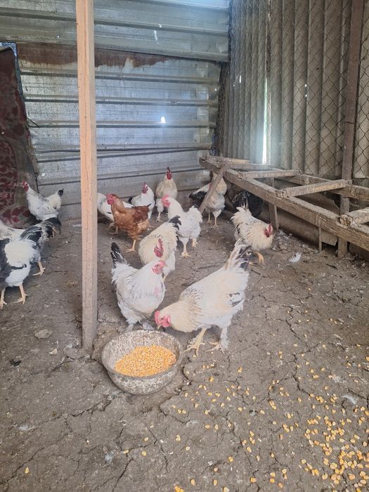 Продам петухов молотки