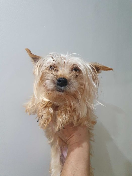 Мини йорки   3 женски