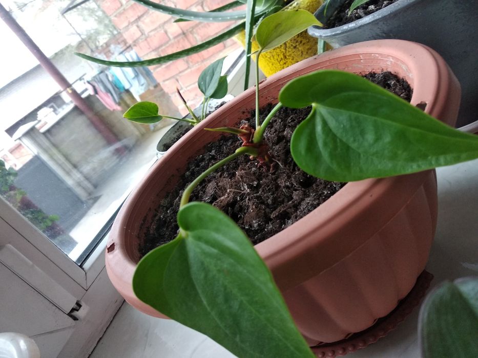 Цветы мужское счастье