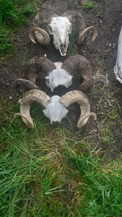 Vând trofee de berbec de diferite mărimi