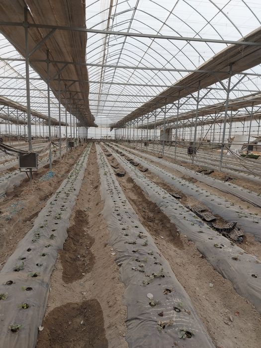 Продаётся теплица