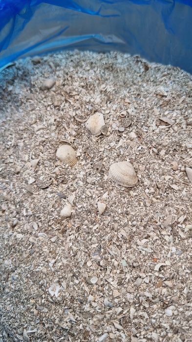 Ракушка морская кормовая