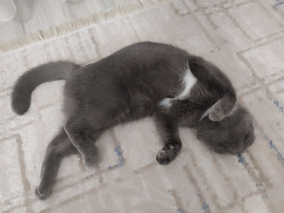 Кошечка для вязки случки